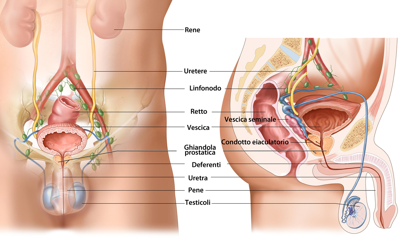 Disfunzione erettile: i sintomi, le cause e il trattamento dell'impotenza